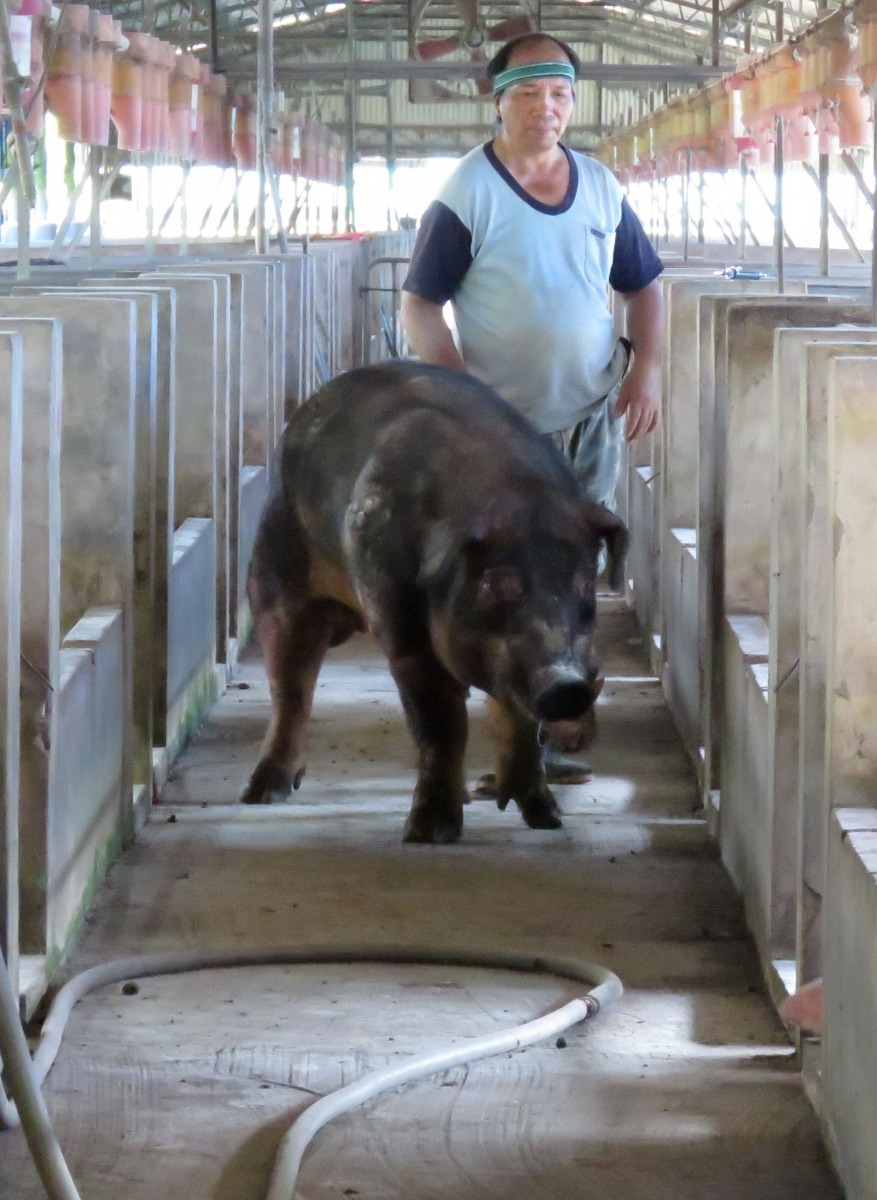 養豬場重視防疫,大都謝絕參觀,一般人很難看到豬走路及其生育繁殖行為。高維奇/攝
