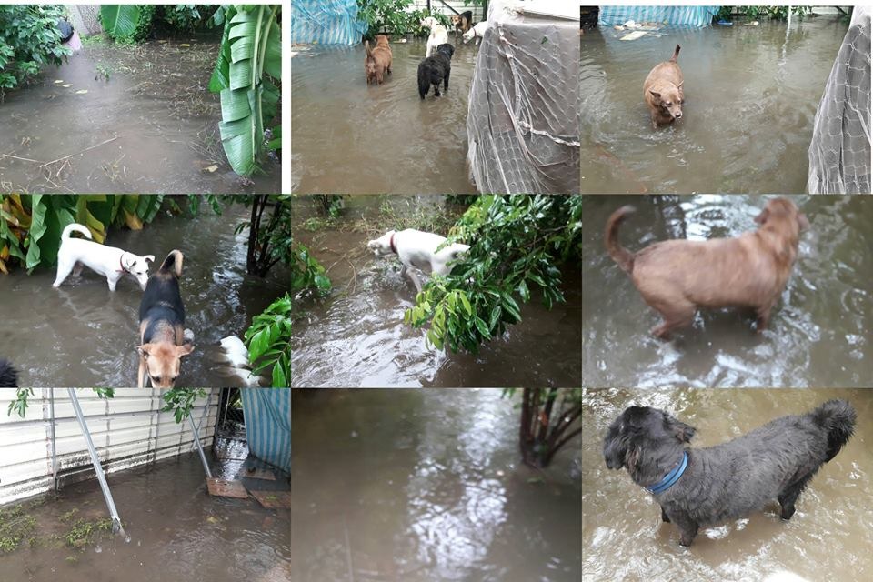台南市尊重動物生命協會的收容所嚴重淹水。圖/李惠文提供