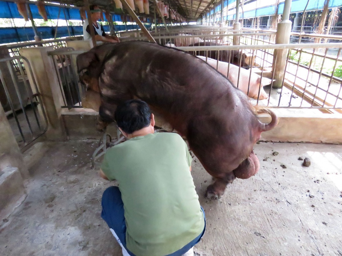 牧場技術人員在進行公豬取精。高維奇/攝