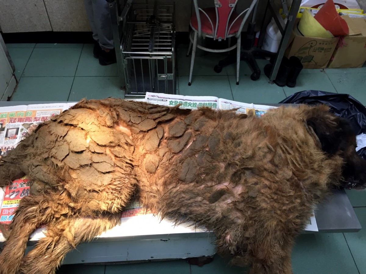 水災過後的流浪藏獒身體虛弱，全身結毛球。高維奇/攝