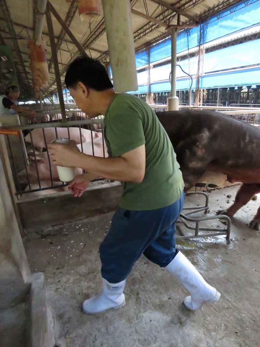 公豬取精後進行檢驗、稀釋,供多隻母豬人工授精。高維奇/攝