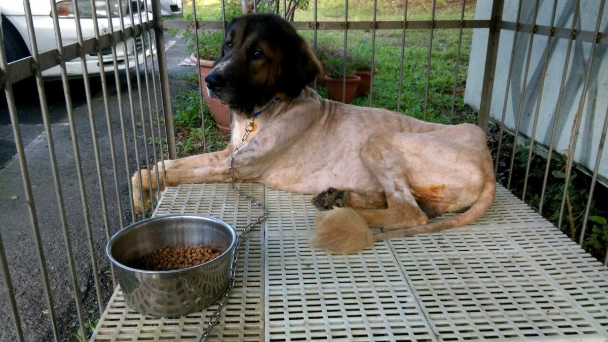 脫掉沈重的負擔後，藏獒愉快神情寫在臉上。高維奇/攝