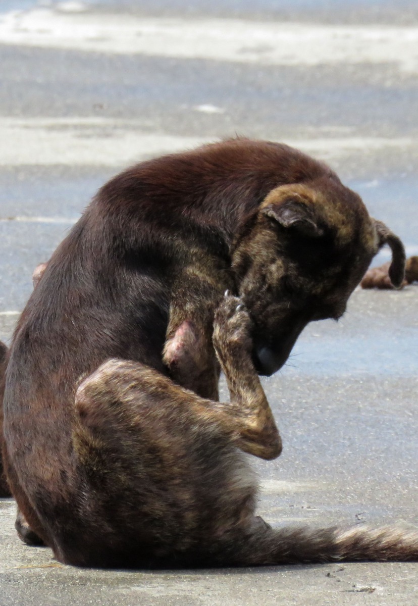 接連豪雨讓流浪狗皮膚病更嚴重。高維奇/攝