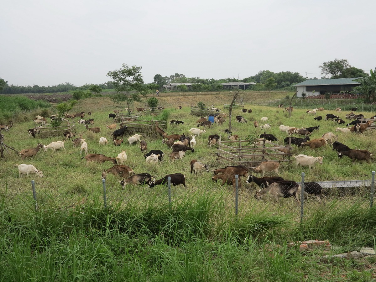 福智護生園區的羊群收容的羊群。高維奇/攝