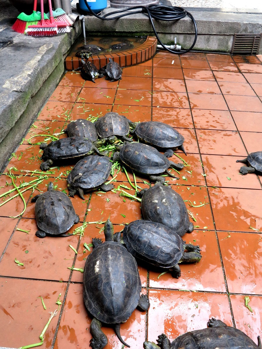 台南市玉井區北極殿中庭飼養的烏龜。高維奇／攝