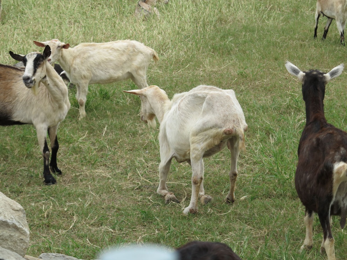 高齡羊氣虛體弱,起身都有困難。高維奇/攝