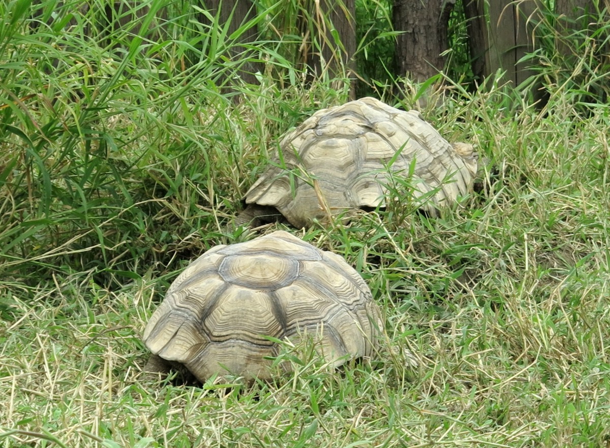 福智護生園區收容的蘇卡達象龜。高維奇/攝