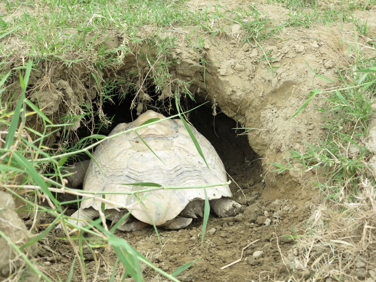 蘇卡達象龜挖洞躲進避暑。高維奇/攝