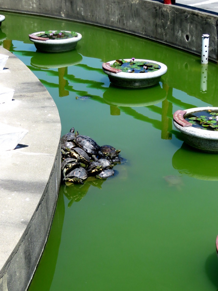 台灣很多廟宇的放生池都有飼養烏龜。高維奇／攝