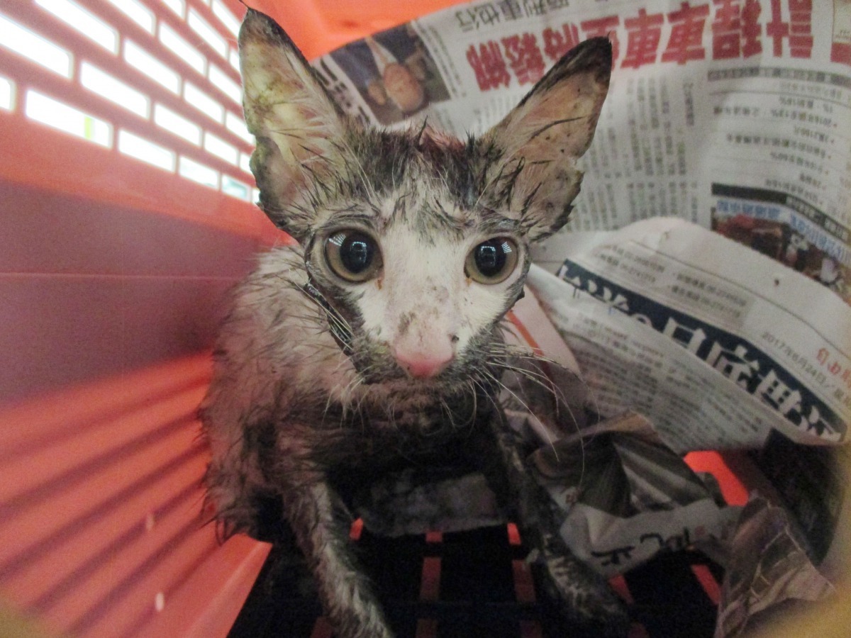 這隻小貓鑽入抽油煙機的排氣管中動彈不得，被救出後送醫。台南市動保處/提供