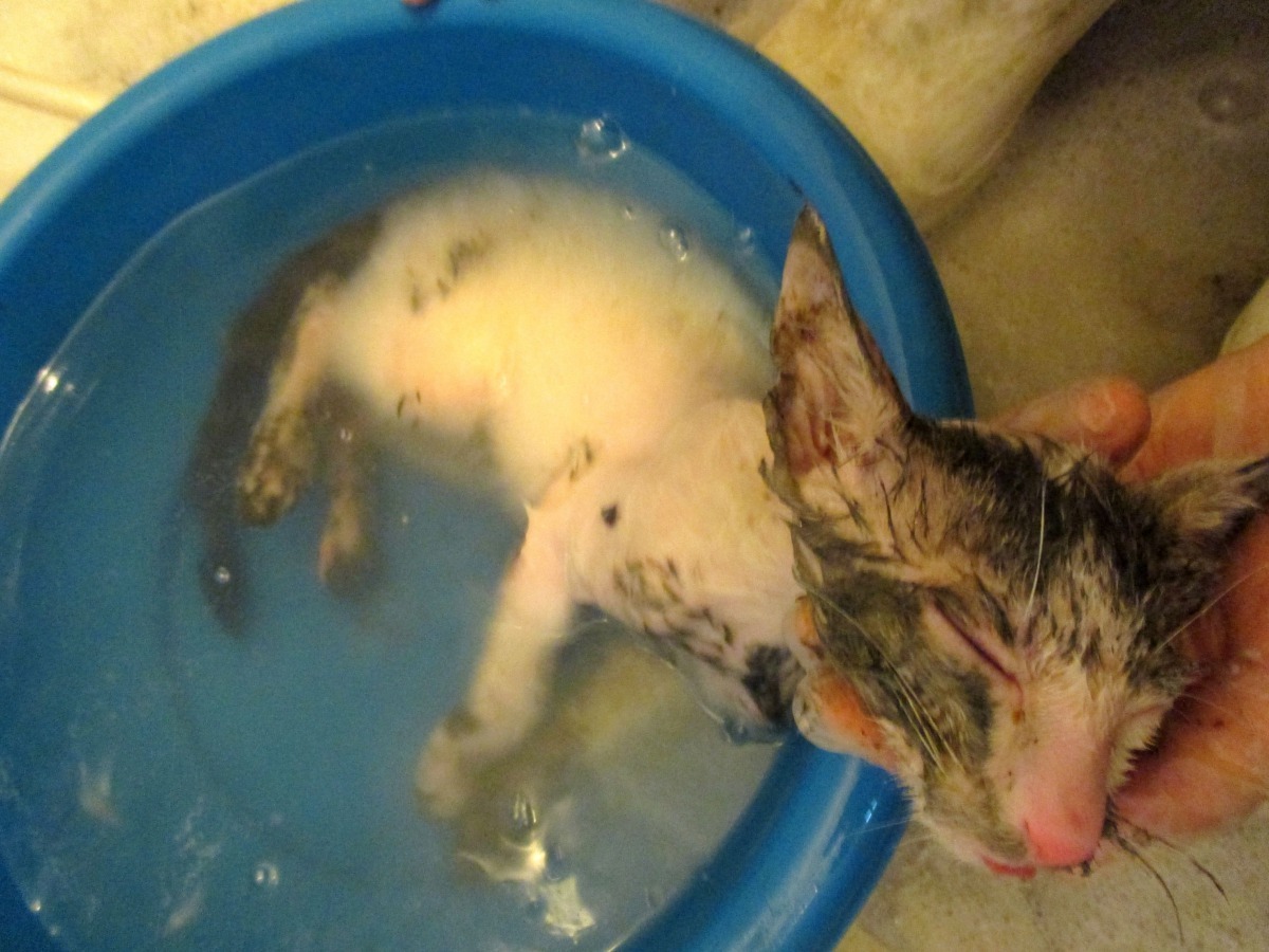 小貓滿身油煙汙垢，收容所人員進行去汙作戰，多次才洗乾淨。台南市動保處/提供