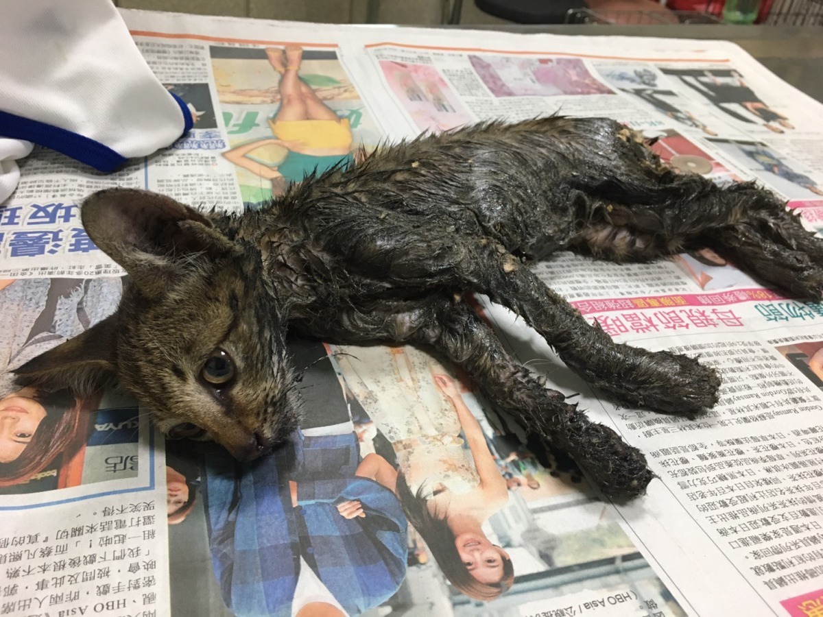 這隻貓陷入黏鼠板，愈翻滾身上黏液愈多而奄奄一息。台南市動保處/提供