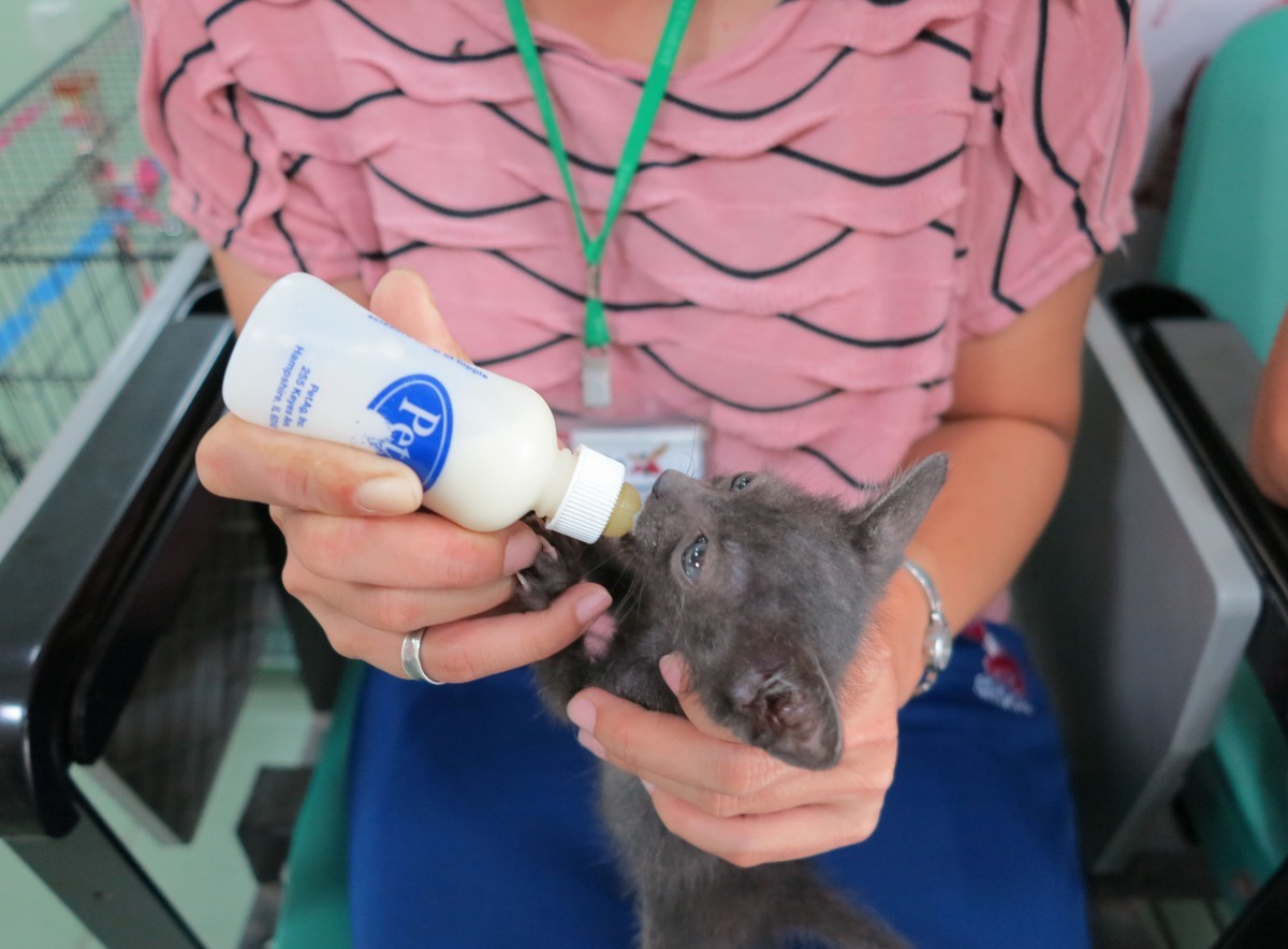 收容所哺育未離乳犬貓是心力交瘁的「長期抗戰」。高維奇/攝