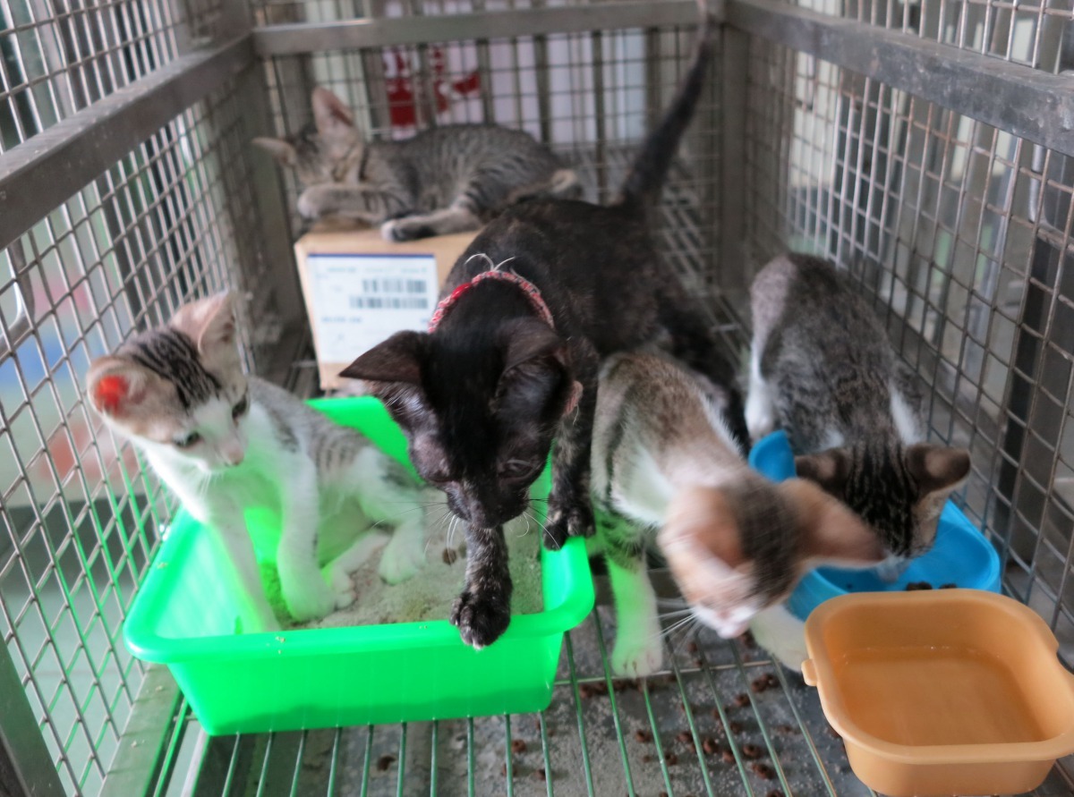 這幾隻幼貓都是人工哺育而長大。高維奇/攝