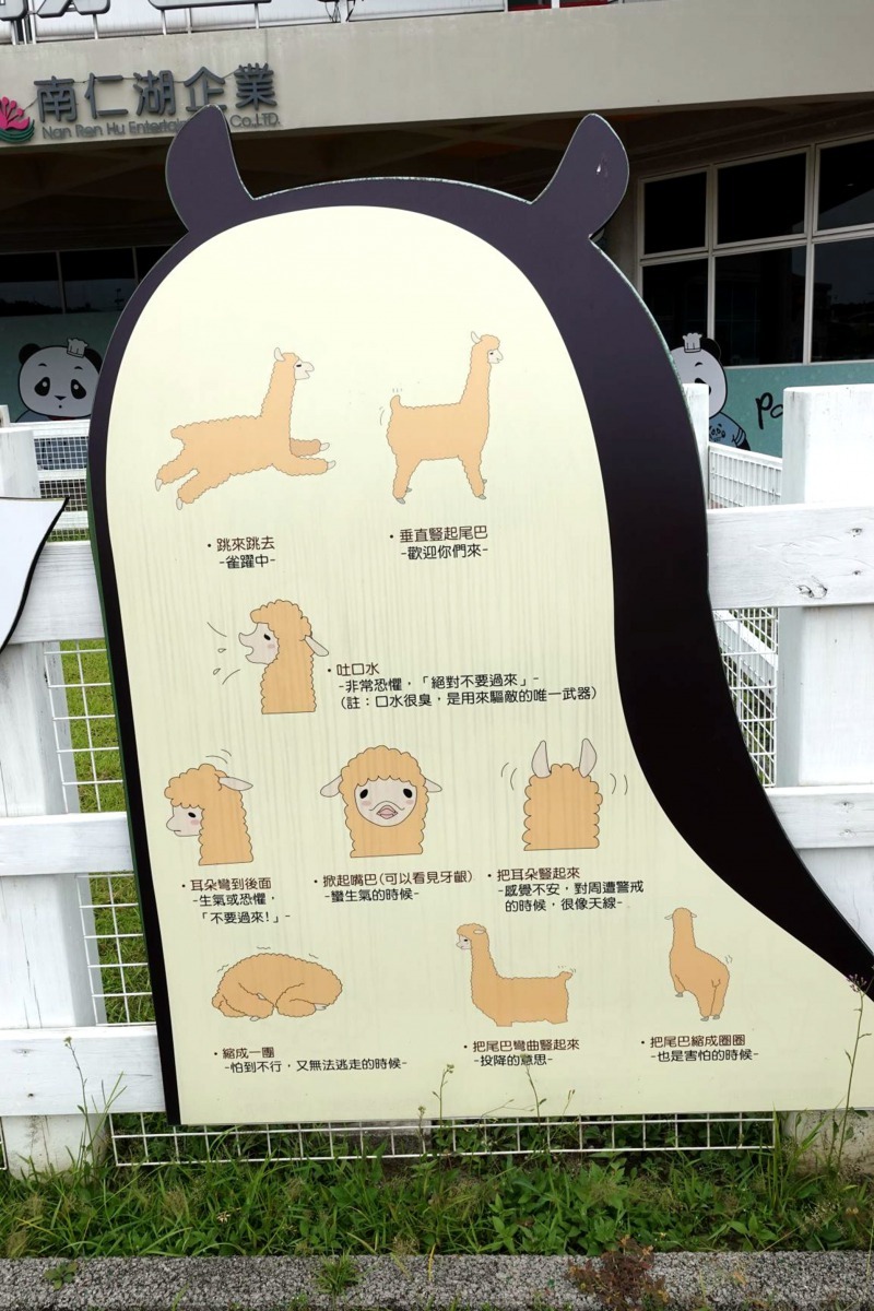 闗廟服務區在草皮欄舍旁豎立與羊駝互動時應注意事項。高維奇／攝