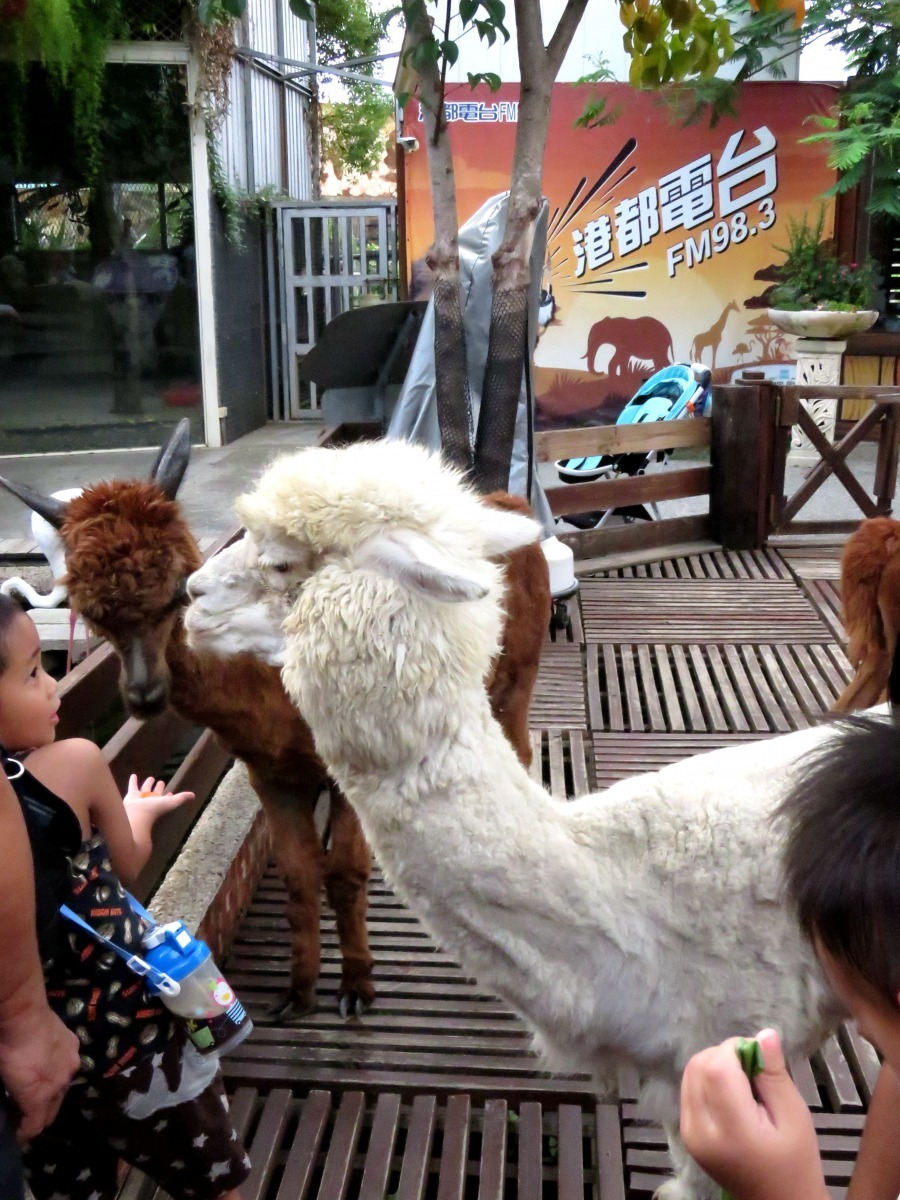 原產於南美洲的羊駝，近年來引進台灣的動物園、休閒農場。高維奇／攝