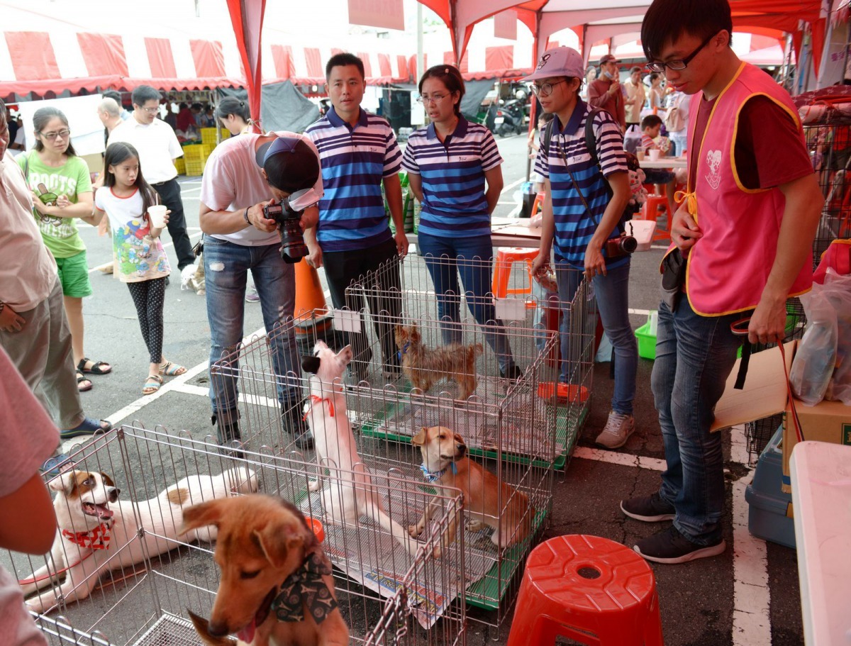 活動現場也有流浪狗認養，認養者可享免費絕育等多項優惠。高維奇/攝