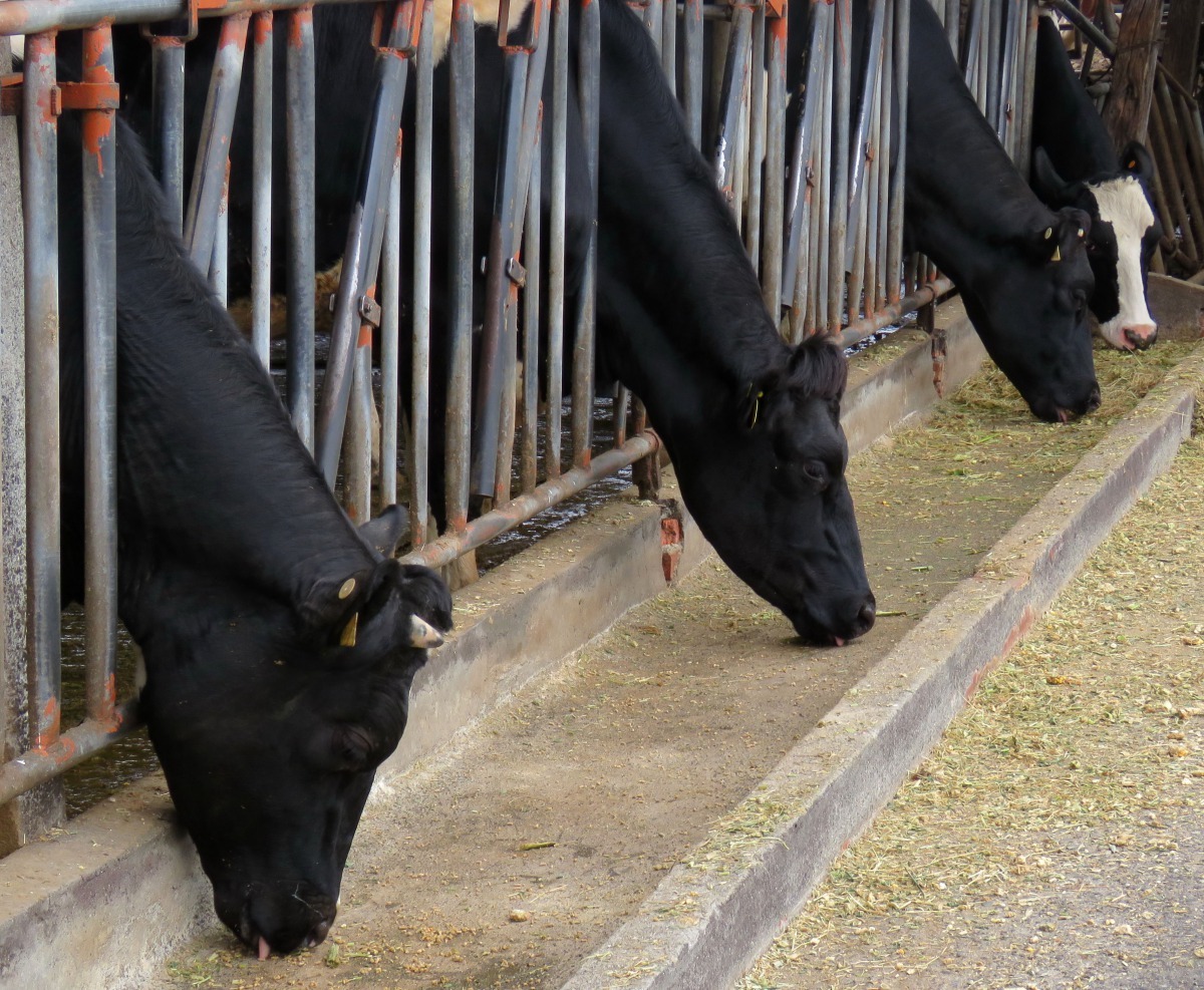 台南市柳營翁酪農專業區轉型發展成為觀光酪農區。高維奇/攝