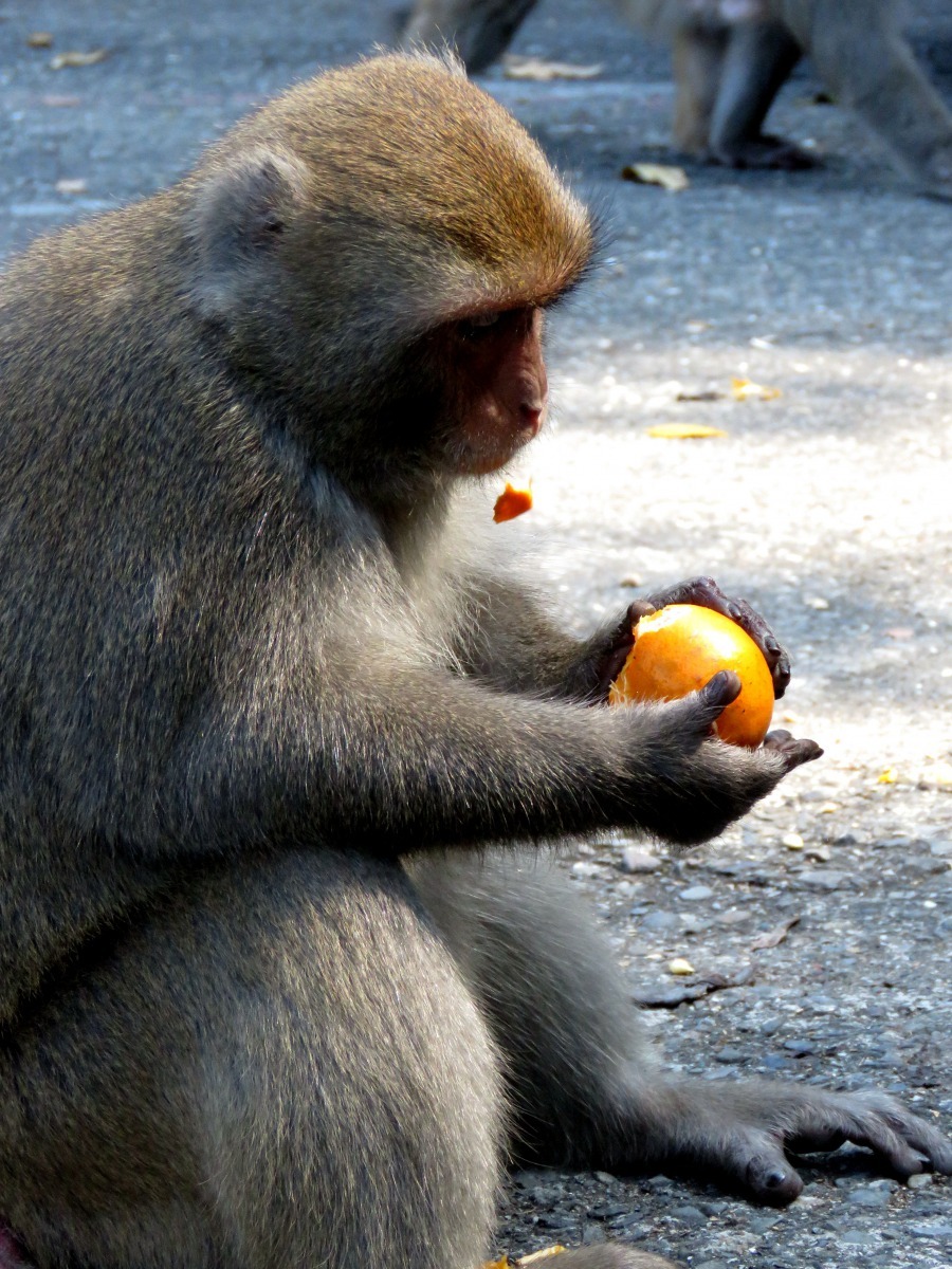 餵食獼猴基本上以水果為主。高維奇／攝