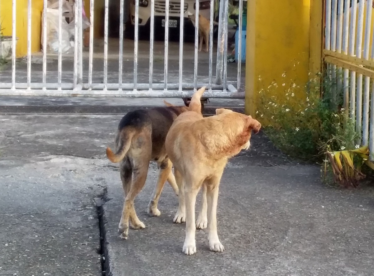 看似家犬的遊蕩犬隻,都是此次全國遊蕩犬隻調查的對象。高維奇/攝