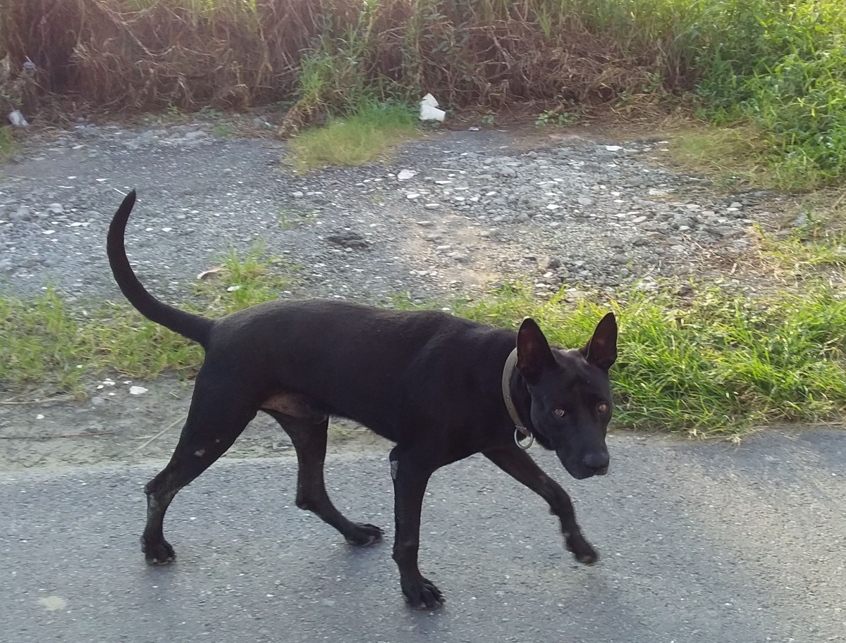 繫頸圈的家犬隨處遊蕩的犬隻,在鄉村社區很普遍。高維奇/攝
