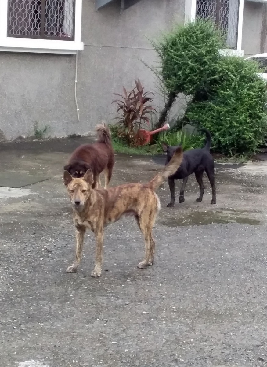 調查員帶著狗當助手,果然引出在隱暗處的遊蕩犬隻。高維奇/攝