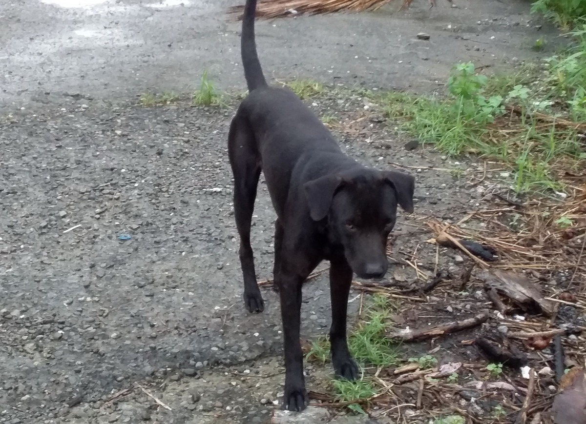 遊蕩犬隻以米克斯為主,黑狗佔多數。高維奇/攝