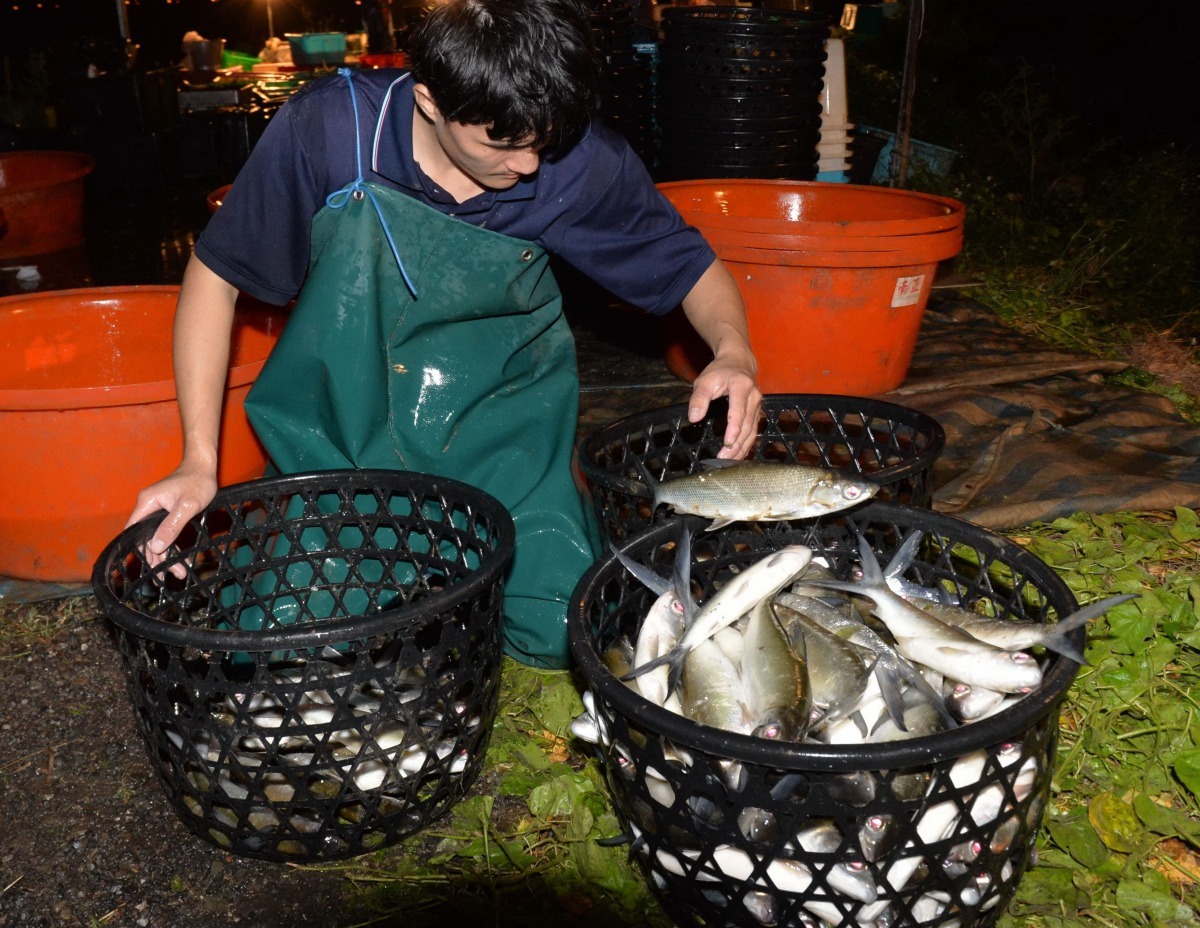 台南市是全國最大的虱目魚產地，目前正值產季，魚塭紛紛下網收成。高維奇/攝