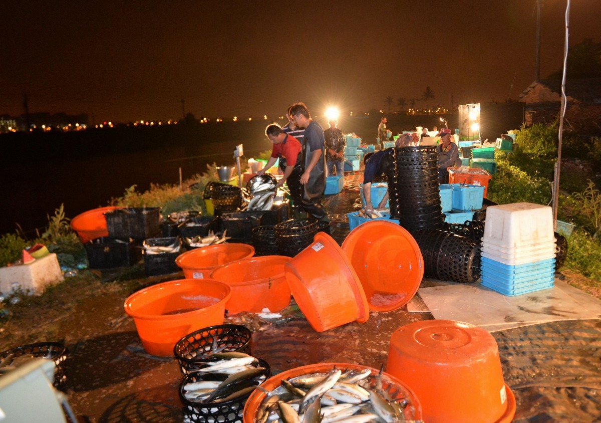 台南市生產的虱目魚品質極佳行銷全國各地。高維奇/攝