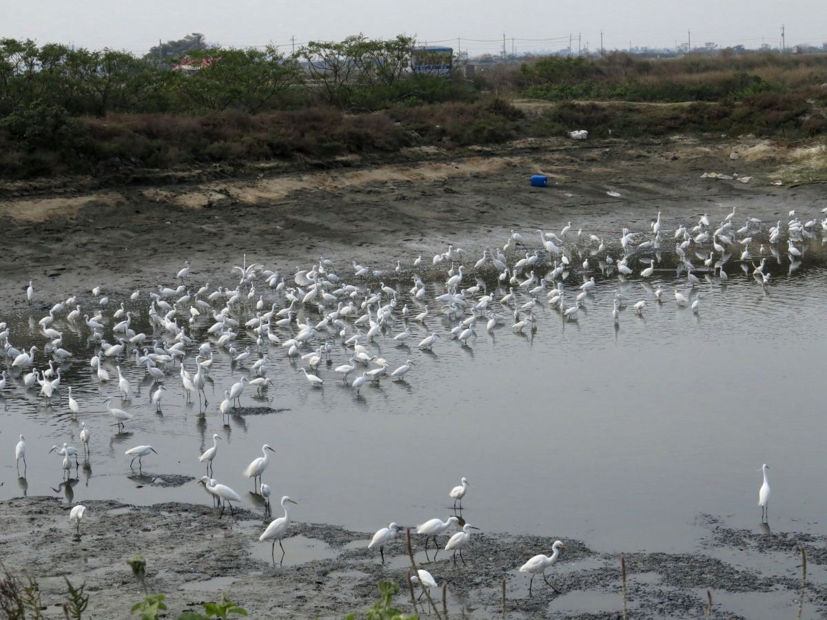 水鳥在放空的虱目魚塭覓食殘留的魚蝦貝類。 高維奇/攝
