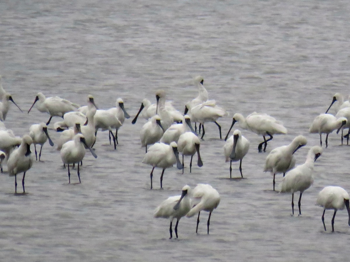 來台的黑面琵鷺2017年超過兩千隻，台南棲地達1810隻。高維奇/攝