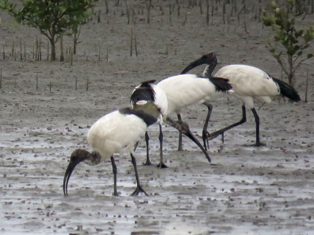 埃及聖䴉在曾文溪口的泥灘地挖掘泥中的昆蟲、螺貝為食。高維奇/攝