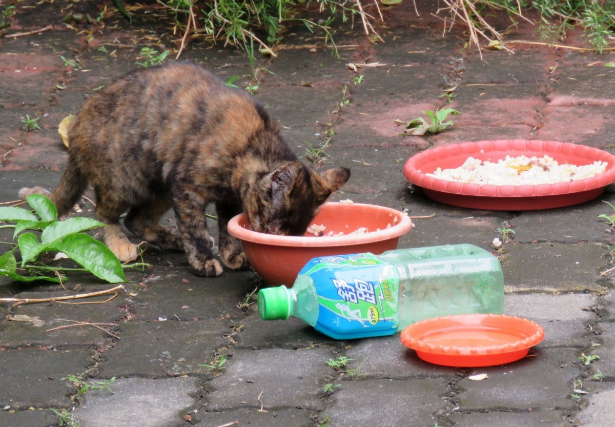 餵養流浪犬貓一定要維持環境清潔才不會引發民怨。高維奇/攝
