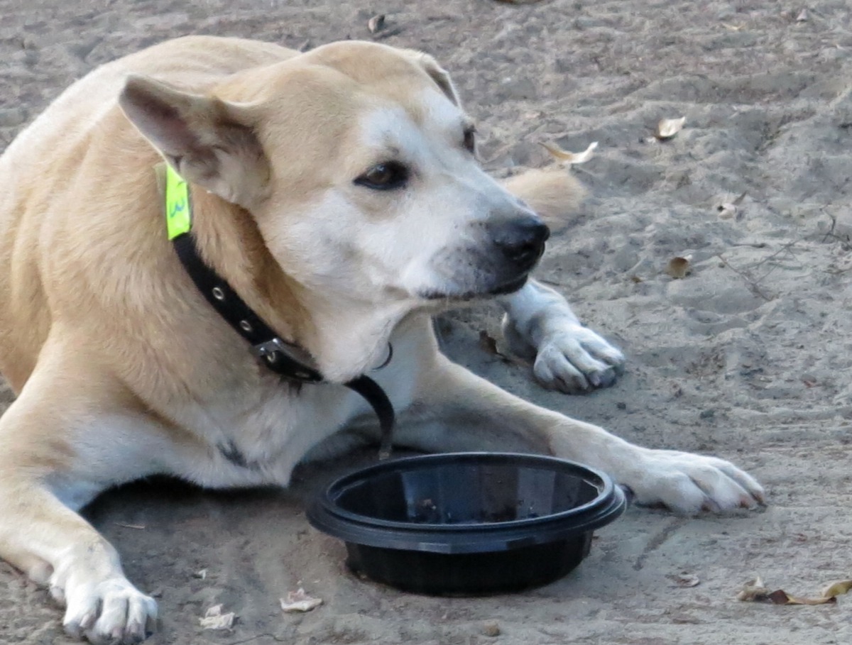 黃麗珠不管用鮮食或飼料餵狗，環境一律保持乾淨，不去製造髒亂干擾別人。 高維奇/攝