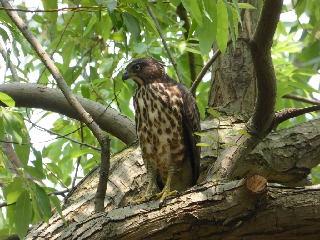 鳳頭蒼鷹。臺北市公園處/提供