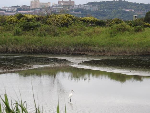 今年3、4月黑面琵鷺都有現身社子島濕地。北市水利處/提供