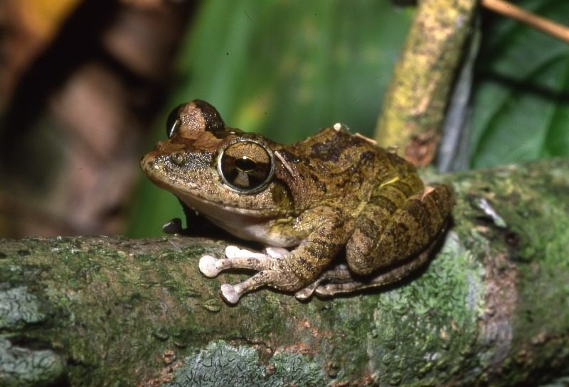 褐樹蛙。新北市政府/提供