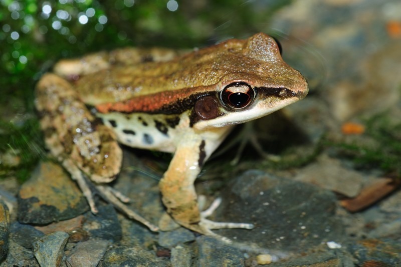 拉都希氏赤蛙。新北市政府/提供