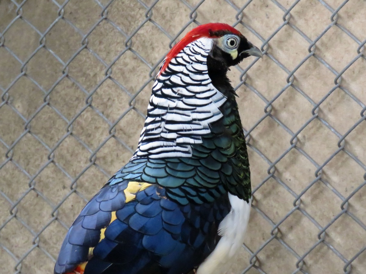 雄性銀雞頭頂為小塊帶有金屬光澤的綠色羽毛。 高維奇/攝