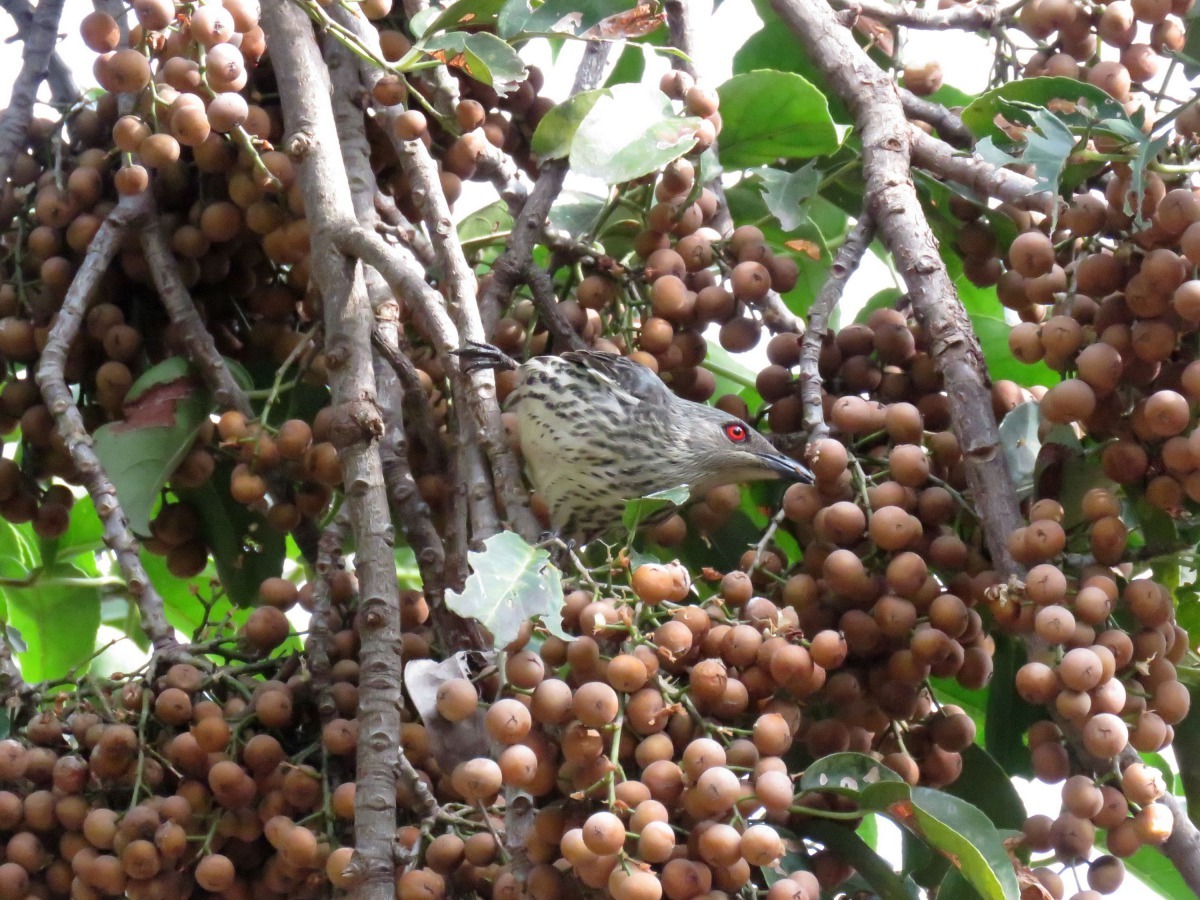 菩提樹結果季常聚集多種野鳥覓食。高維奇/攝