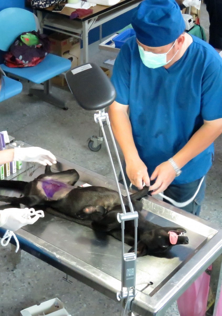 協會積極宣導犬貓絕育落，實源頭管理，減少流浪犬貓繁衍。 高維奇/攝
