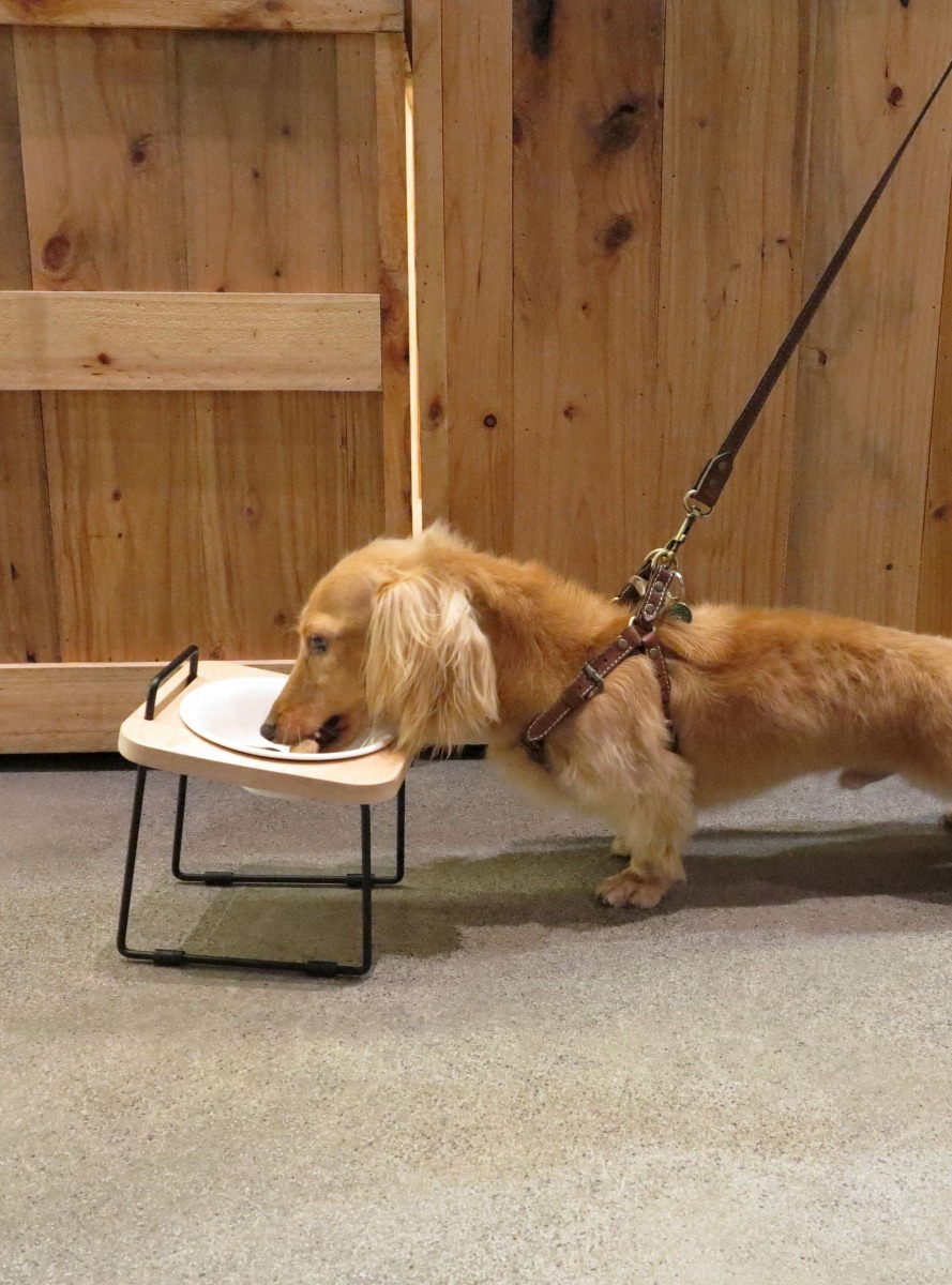 拍拍的熱銷商品托高碗架，讓寵物用更舒適的姿勢進食或喝水，避免頸椎疲勞。