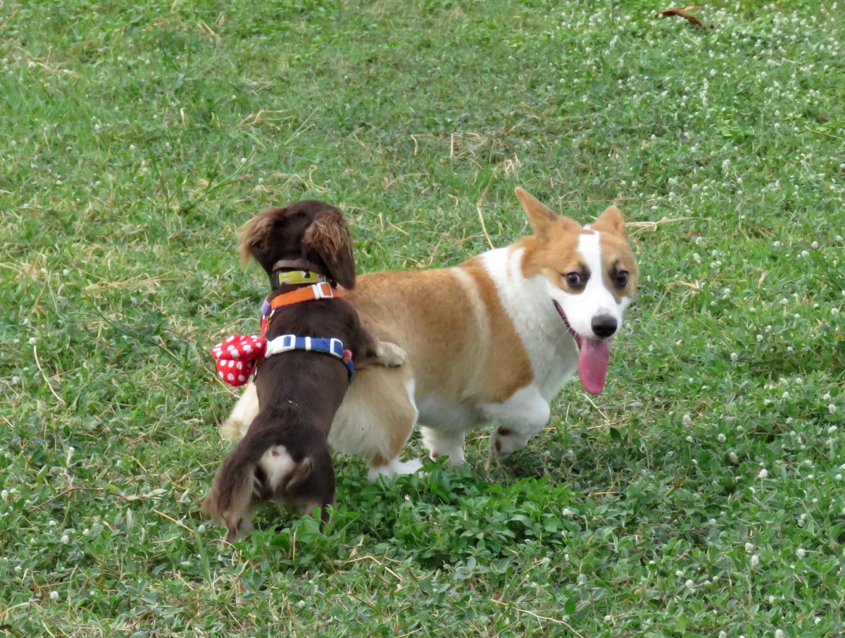 蕭邦的小狗圓舞曲，傳說是看到小狗追逐自己尾巴的逗趣情景即興寫下的曲子。高維奇/攝