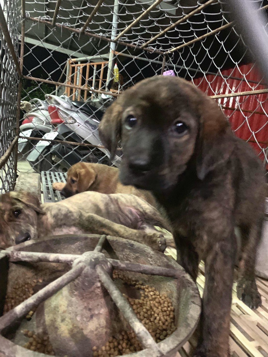 圖為Lucky出生不久的照片。圖／林少穎提供