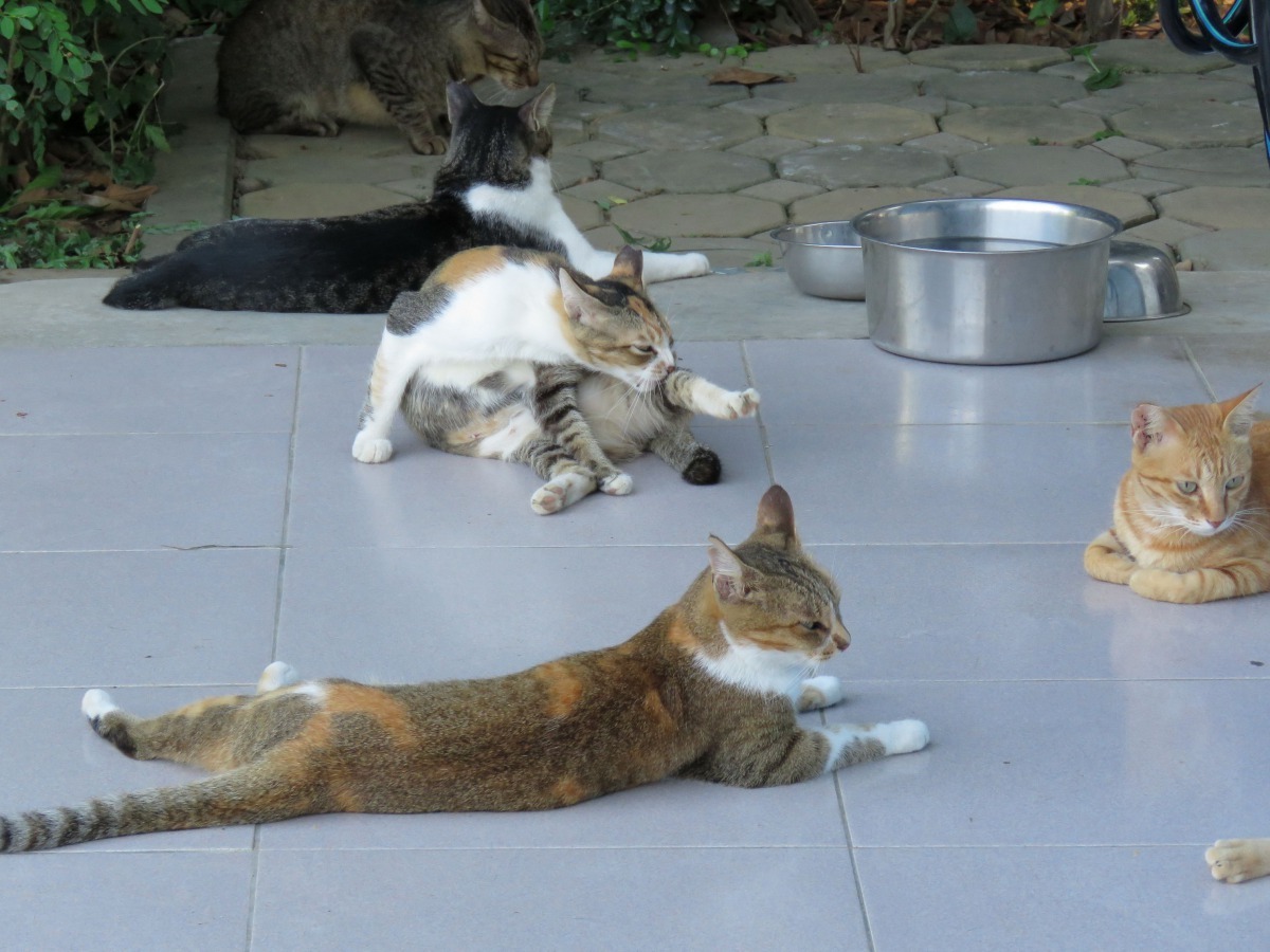 彼得與狼的曲目中，作曲家以單簧管的音色模仿貓叫。高維奇/攝