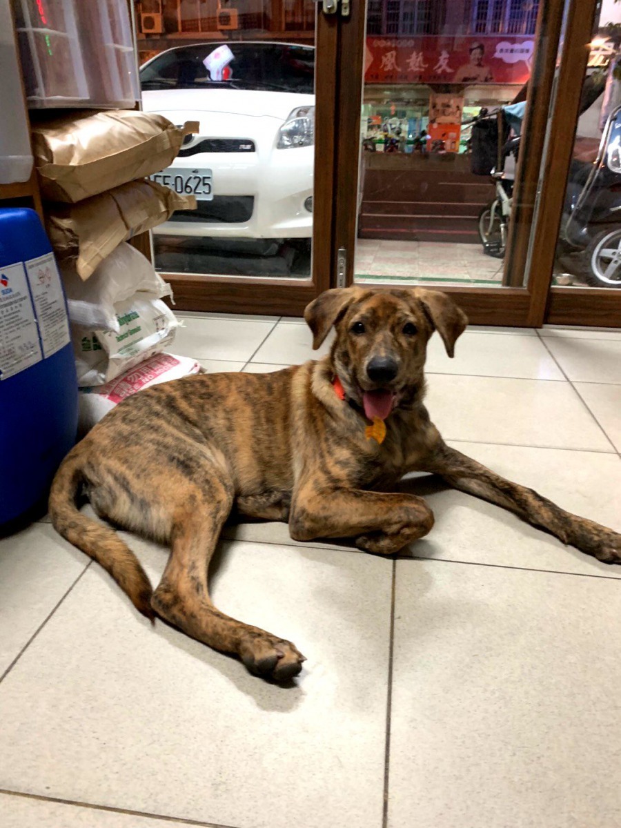 與Lucky同為虎斑色的同胎姊妹犬，如在江家古厝附近看到類似的犬隻，可以聯絡林少穎。圖／林少穎提供