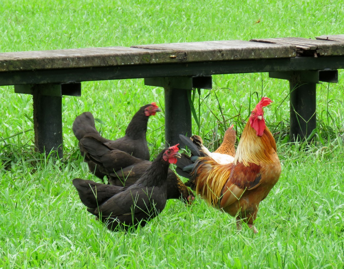 在動物狂歡節曲子中，以兩部鋼琴、小提琴、中提琴及單簧管依序模仿公雞和母雞的叫聲。高維奇/攝
