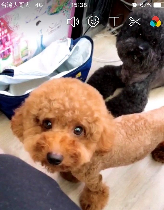 這隻紅貴賓車禍重傷，林少穎從飼主接手花了5萬元醫好。圖／林少穎提供