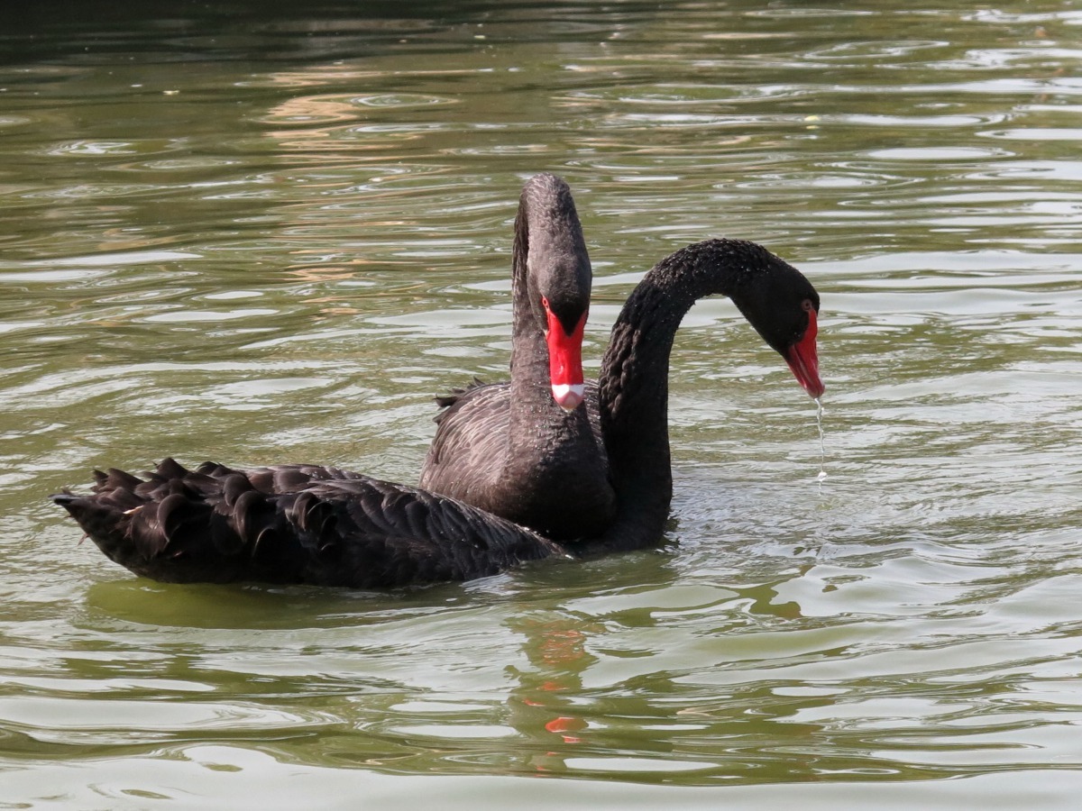 以大提琴獨奏「天鵝」的旋律，一般認為動物狂歡節14首曲子中最動聽的一首。高維奇/攝