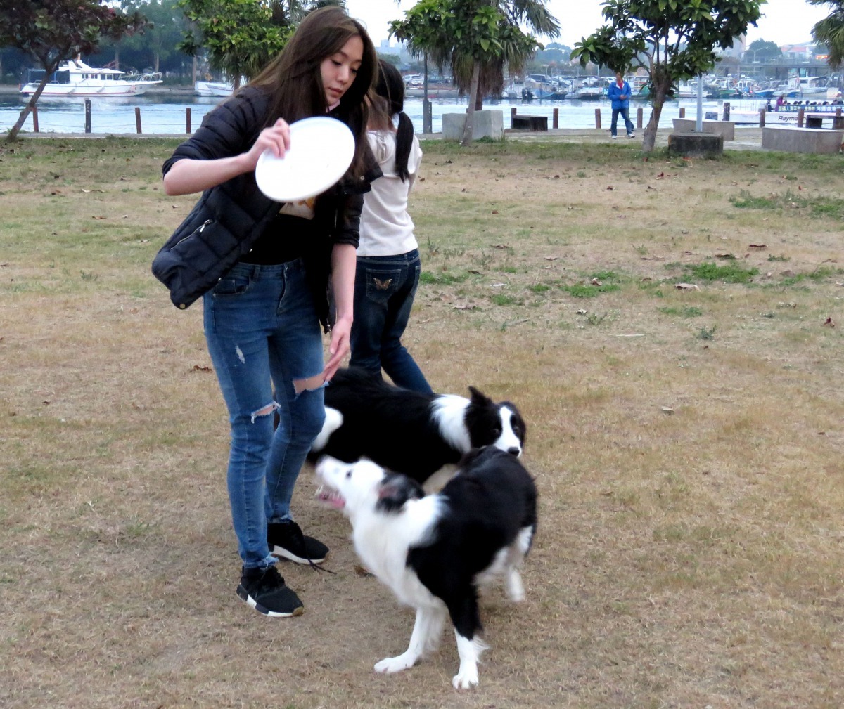 林少穎是國內少數女性飛盤狗高手。高維奇／攝